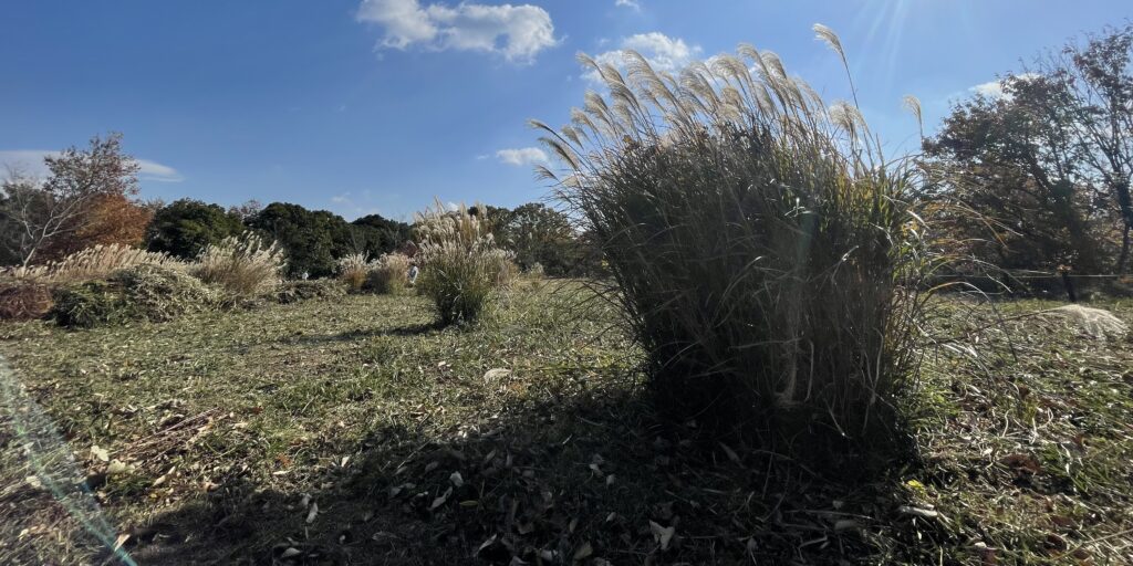 ススキの草原
